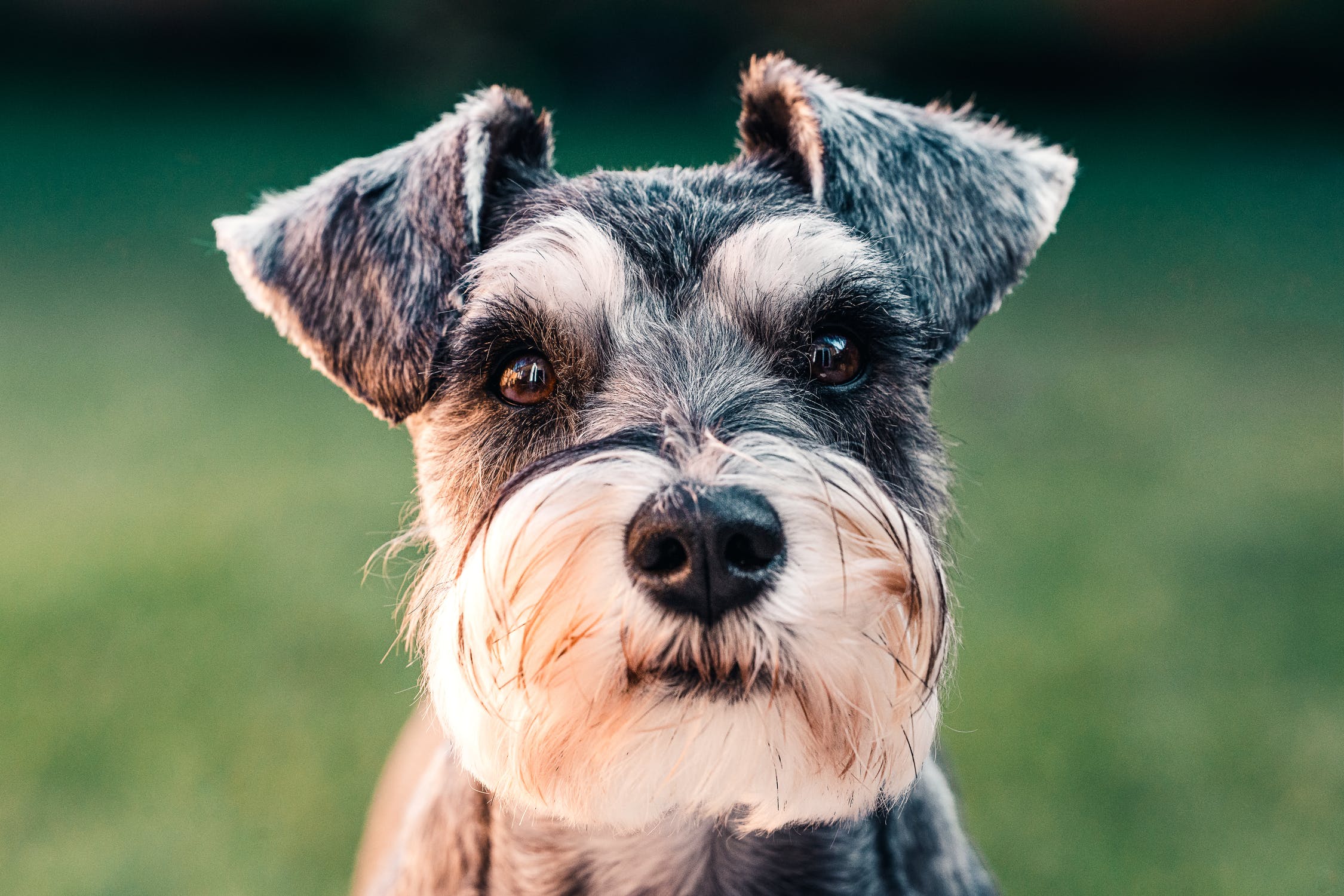 Headshot of Miniature Schnauzer