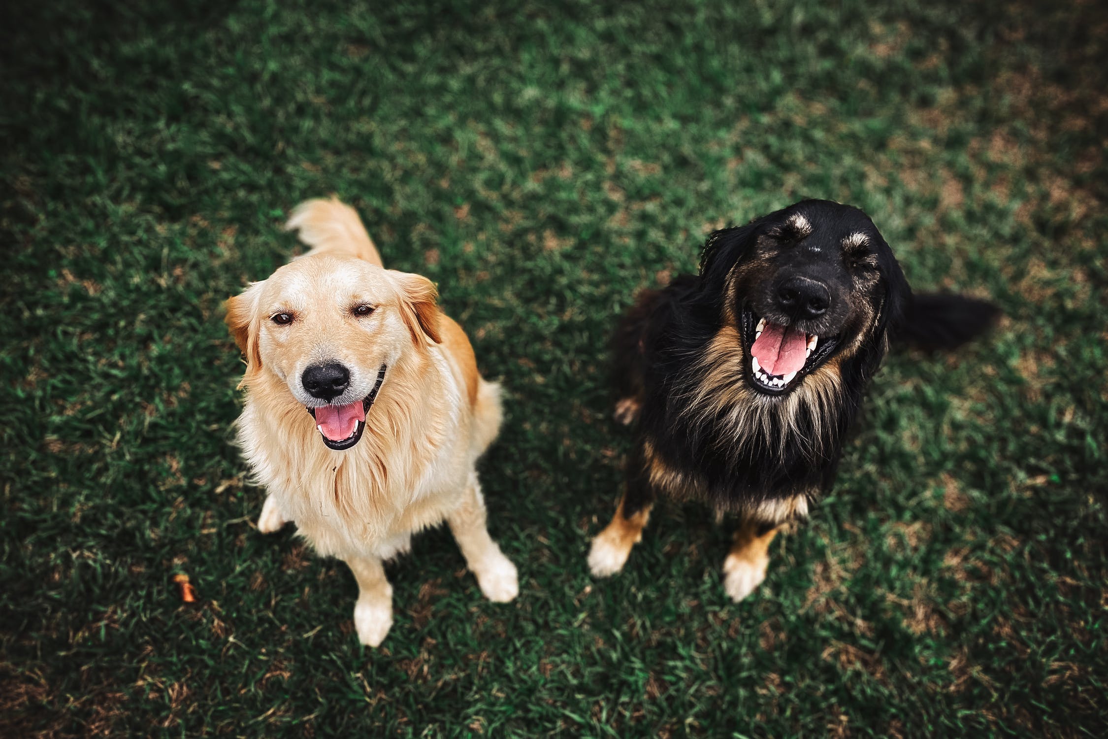 2 dogs smiling in the yard