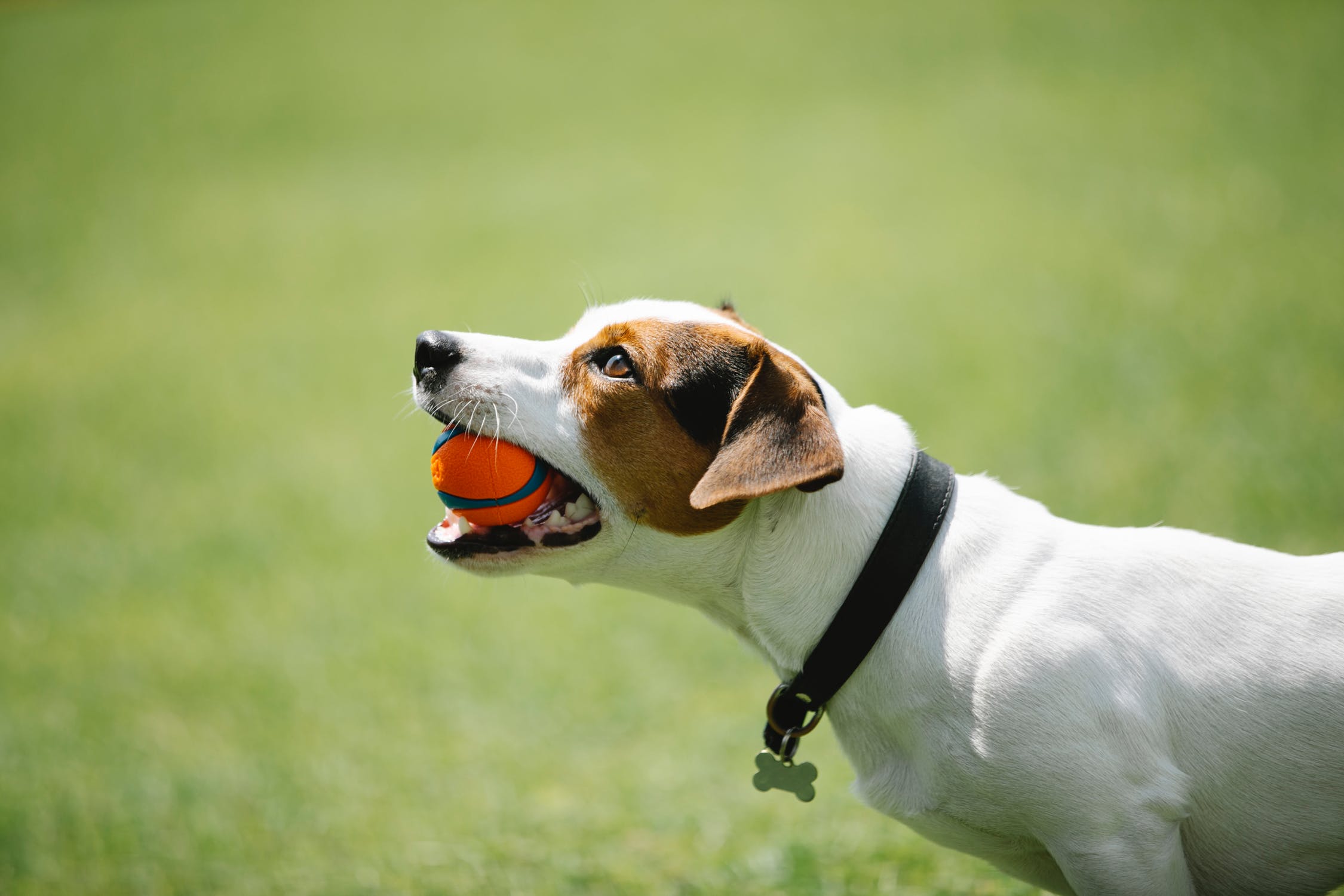 Jack Russell Terrier with orange ball in its mouth