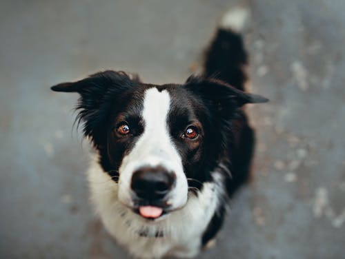 Headshot of Border Collie