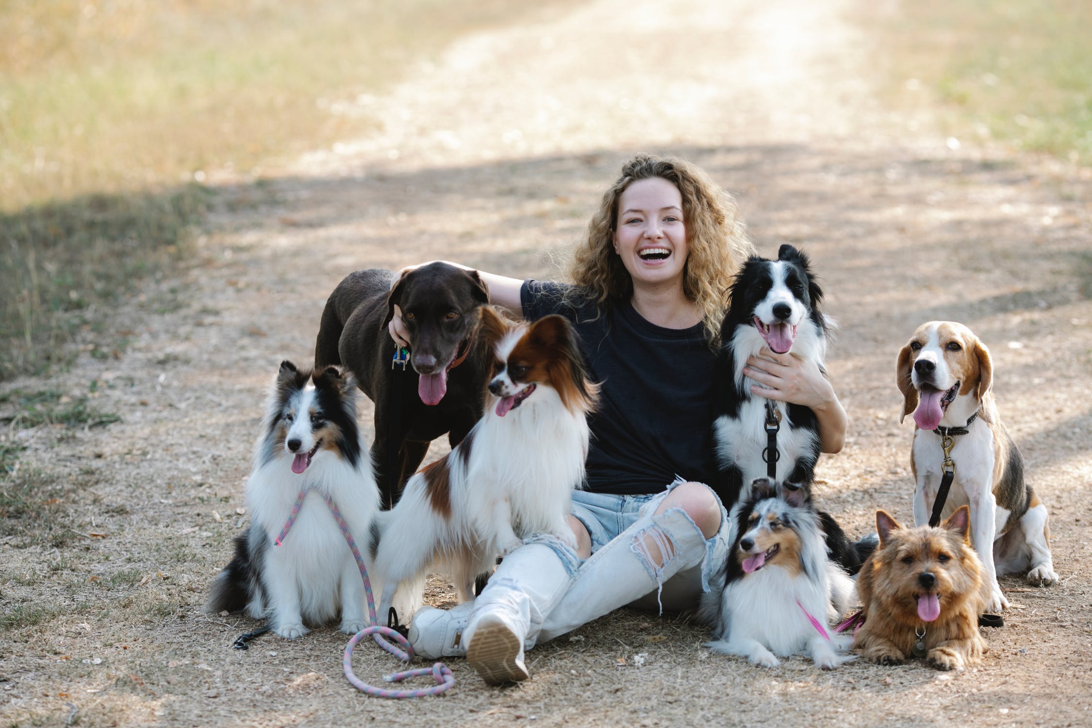 7 dogs sitting with woman