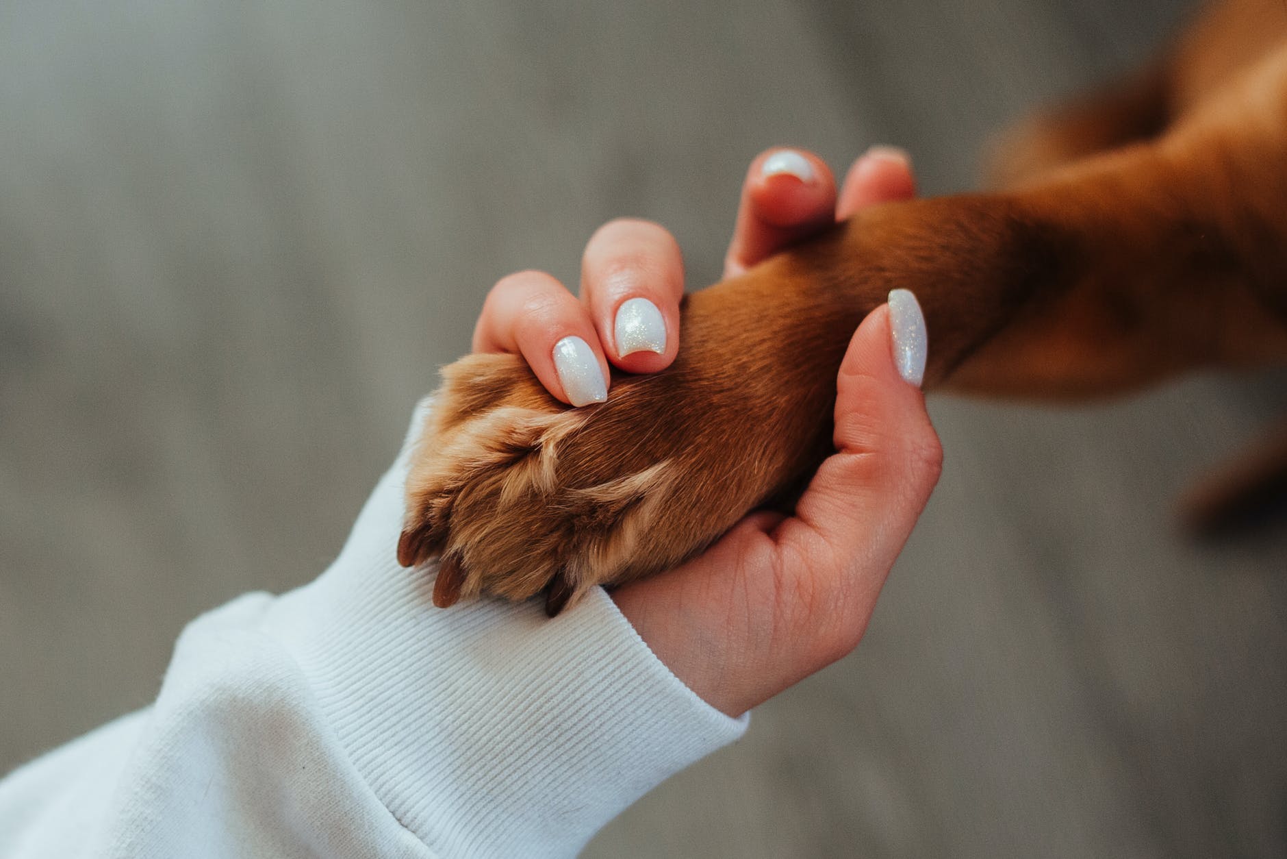 Woman shaking 'hands' with a dog