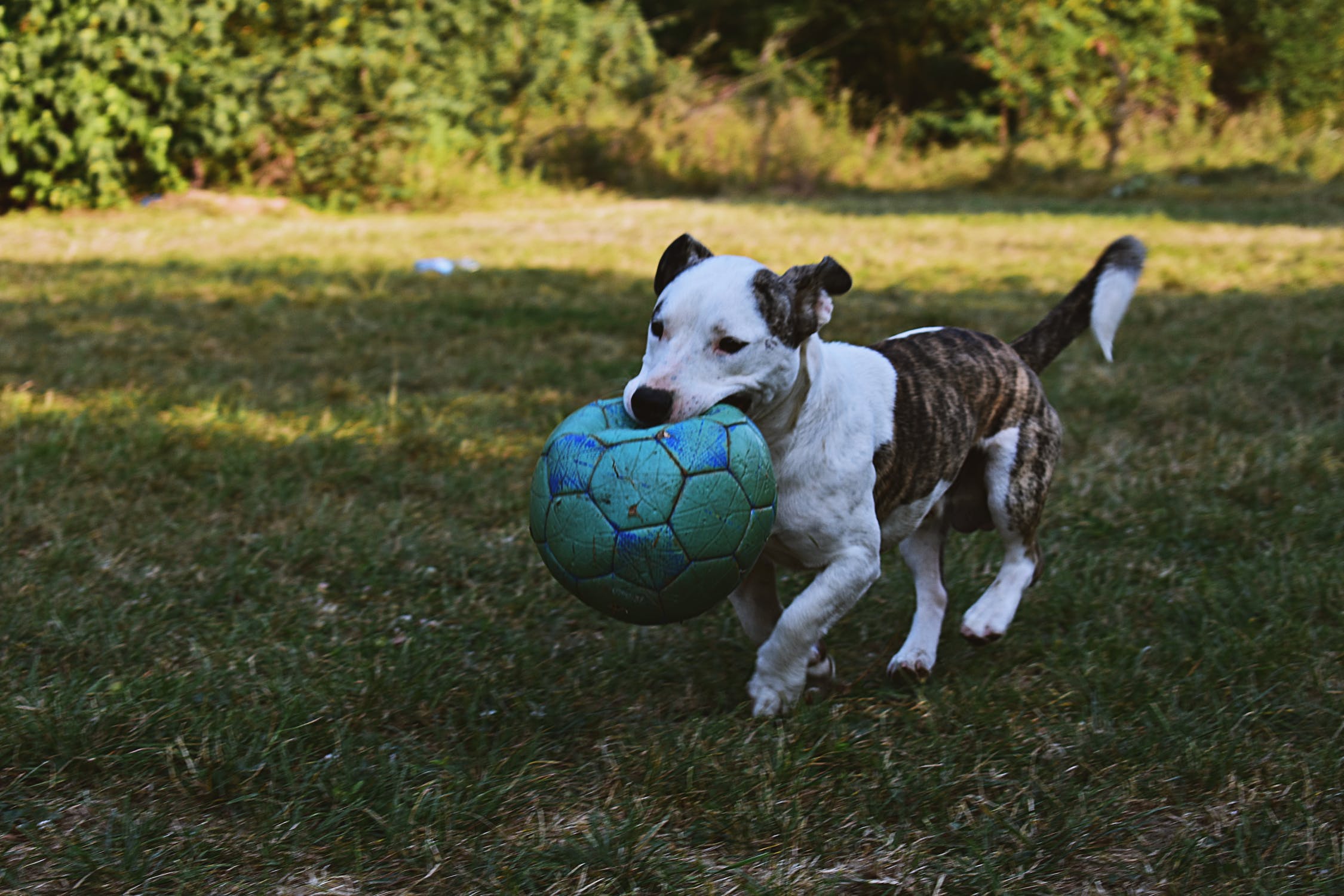 Pitbull puppy carrying a green soccer ball in his mouth