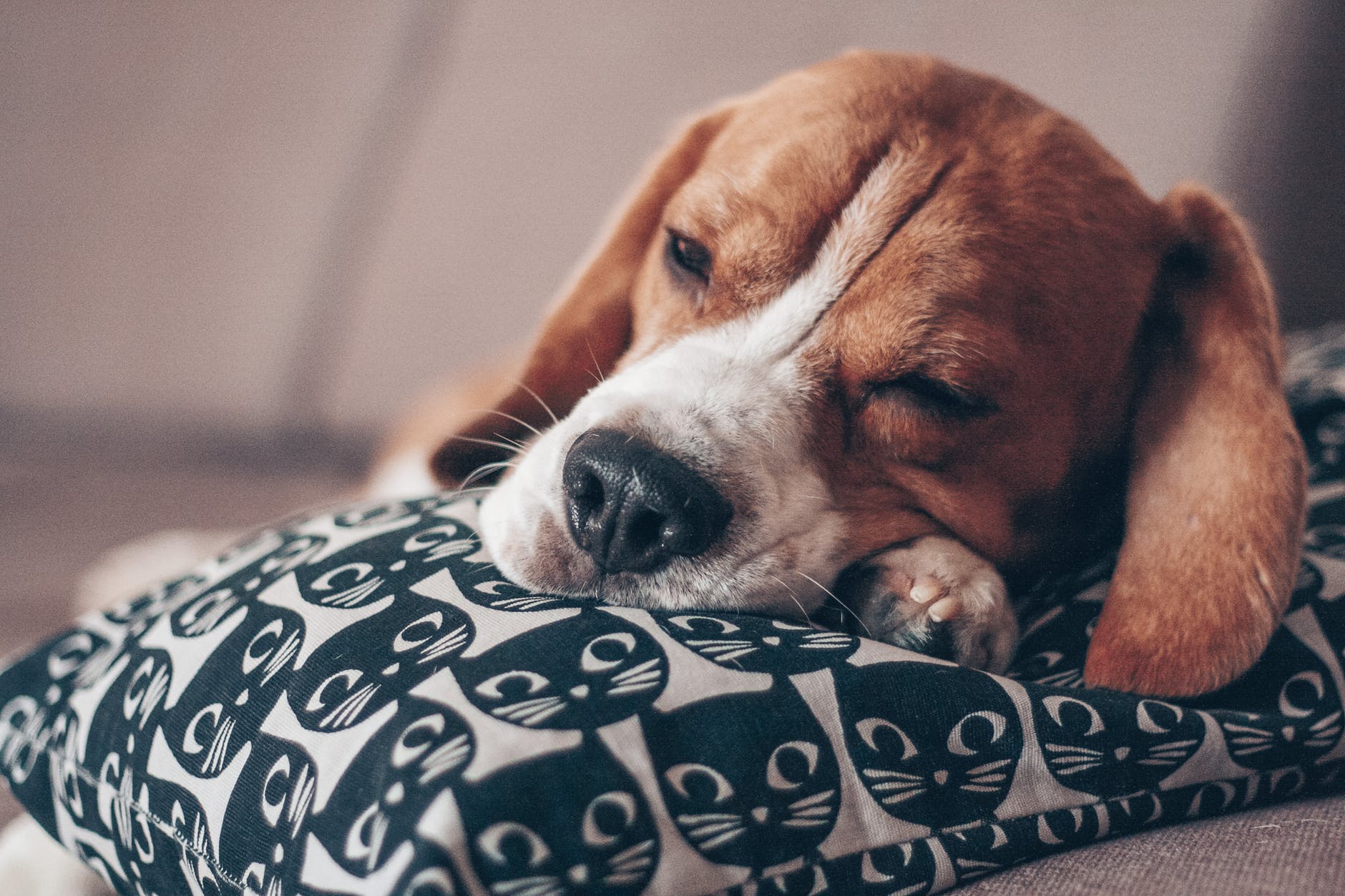 Beagle sleeping on pillow that has a cat head print