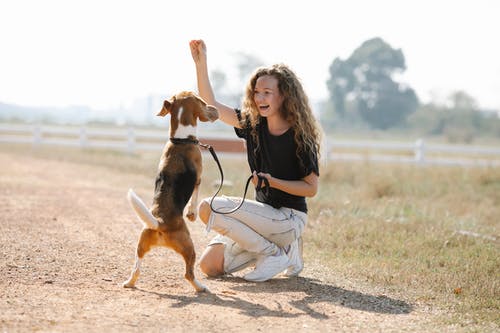 Woman teaching a Beagle to sit with a treat