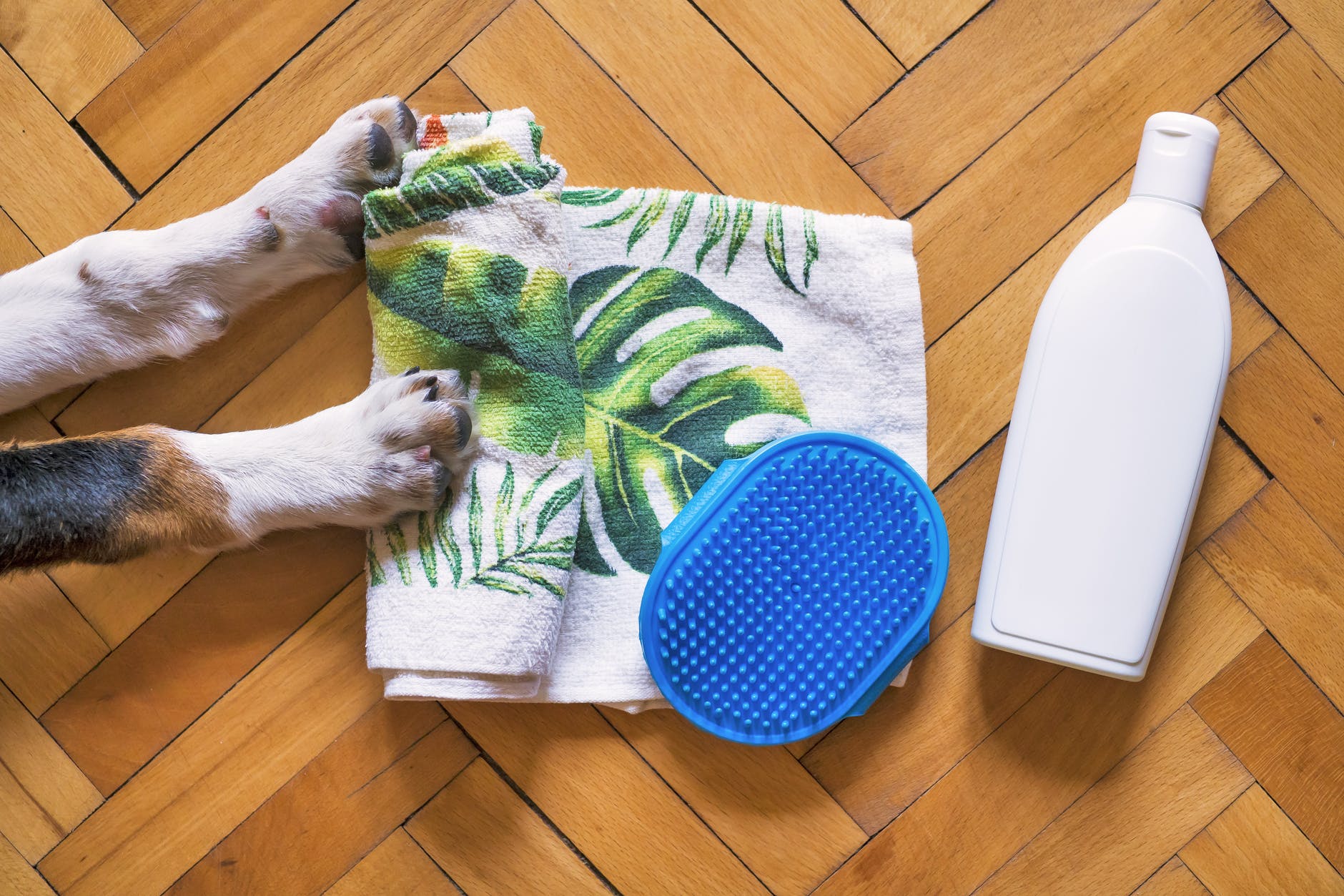 2 dog feet by towel, scrubber and shampoo bottle
